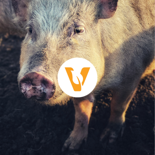 Ticket meetup sanctuary het Wijland